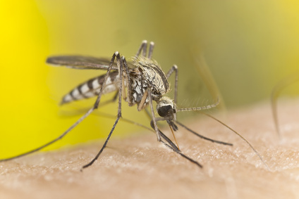 tratamientos picaduras de mosquito