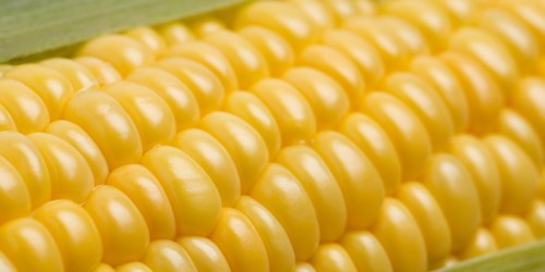 els riscos dels aliments transgènics
