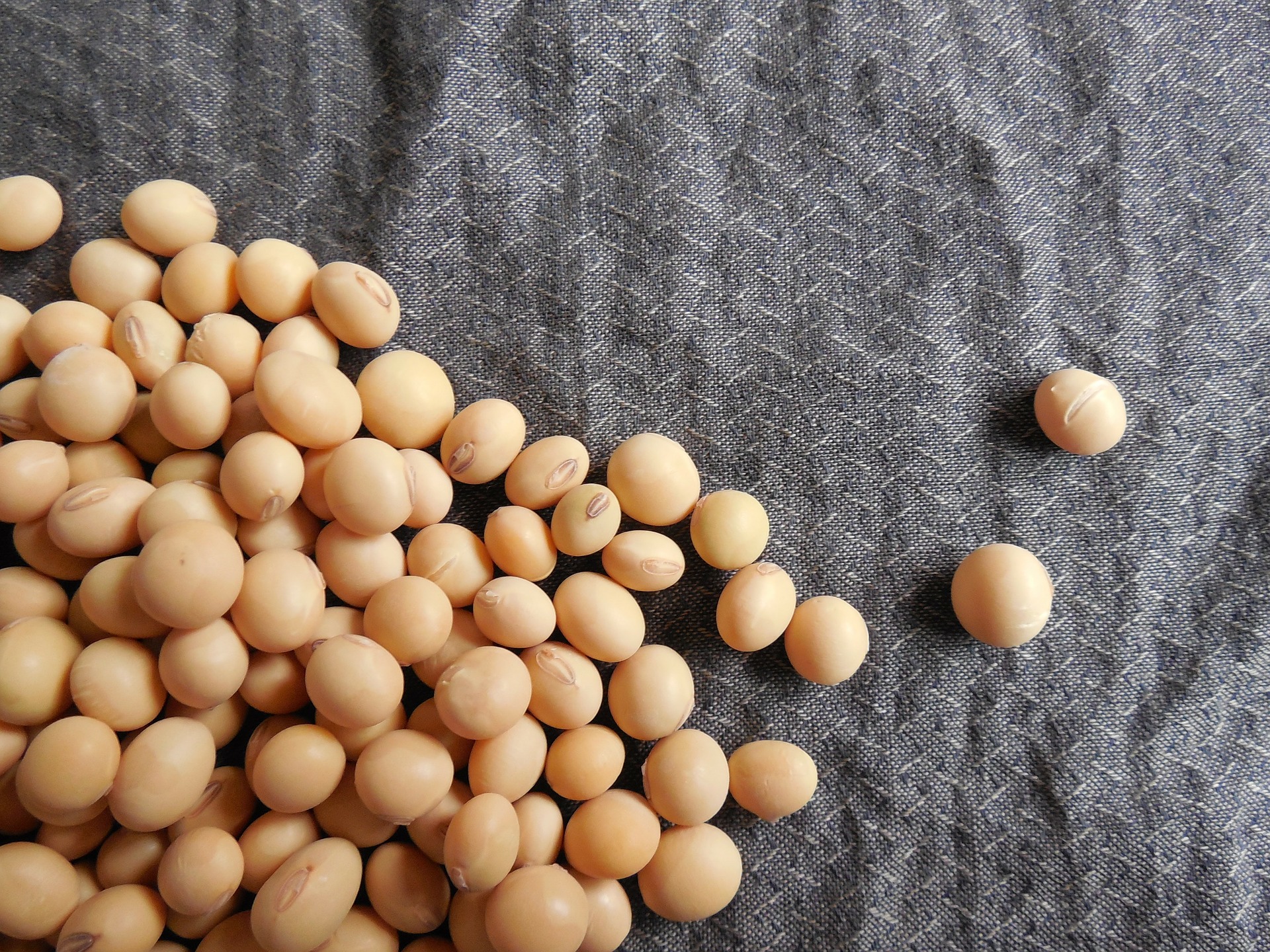 soybeans-182295_1920