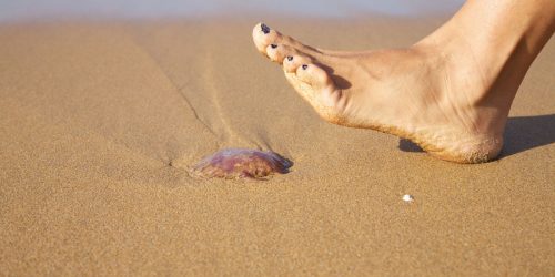 alt-medusa-picadura-medusa-mar-agua-salina